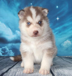 Siberian Husky Nordic Fire