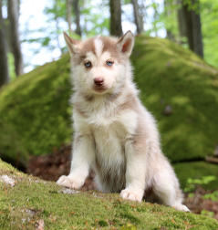 Siberian Husky Nordic Fire