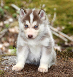 Siberian Husky Nordic Fire