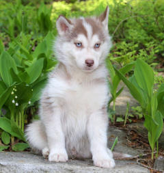 Siberian Husky Nordic Fire