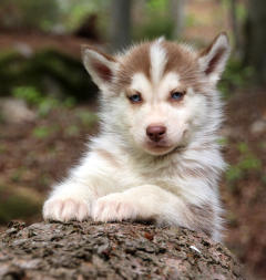 Siberian Husky Nordic Fire