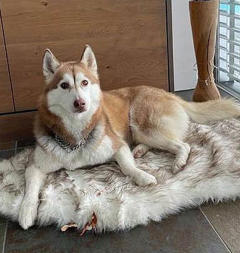 Siberian Husky Nordic Fire