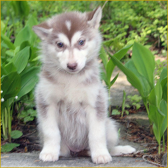 Siberian Husky Nordic Fire