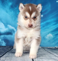 Siberian Husky Nordic Fire