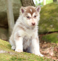 Siberian Husky Nordic Fire