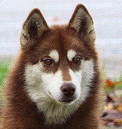 Siberian Husky Nordic Fire