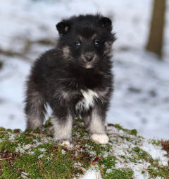 Siberian Husky Nordic Fire