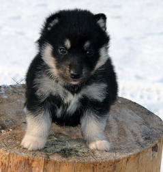 Siberian Husky Nordic Fire