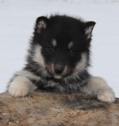 Siberian Husky Nordic Fire