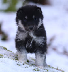 Siberian Husky Nordic Fire