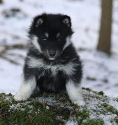 Siberian Husky Nordic Fire