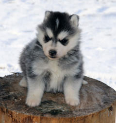 Siberian Husky Nordic Fire