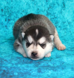 Siberian Husky Nordic Fire