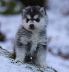 Siberian Husky Nordic Fire