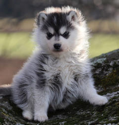 Siberian Husky Nordic Fire