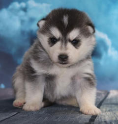 Siberian Husky Nordic Fire