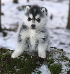 Siberian Husky Nordic Fire