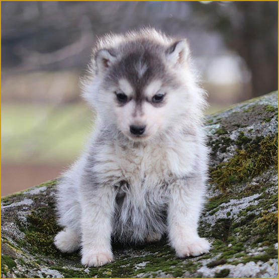 Siberian Husky Nordic Fire