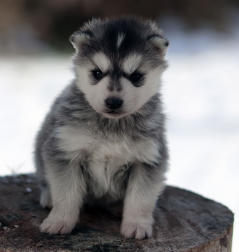 Siberian Husky Nordic Fire