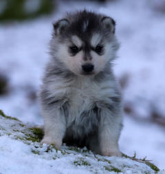 Siberian Husky Nordic Fire