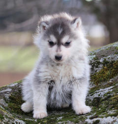 Siberian Husky Nordic Fire