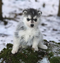 Siberian Husky Nordic Fire