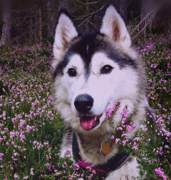 Siberian Husky Nordic Fire