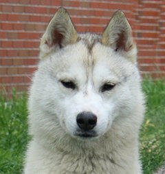 Siberian Husky Nordic Fire