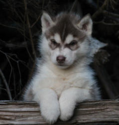 Siberian Husky Nordic Fire