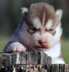 Siberian Husky Nordic Fire