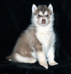 Siberian Husky Nordic Fire