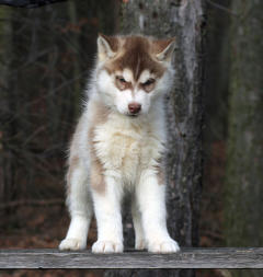 Siberian Husky Nordic Fire