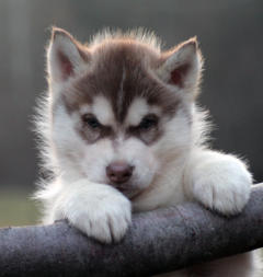 Siberian Husky Nordic Fire