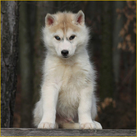 Siberian Husky Nordic Fire