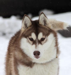 Siberian Husky Nordic Fire