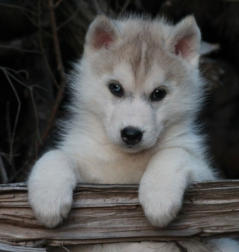 Siberian Husky Nordic Fire