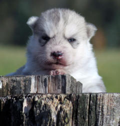 Siberian Husky Nordic Fire