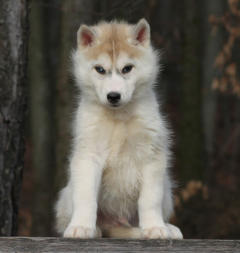 Siberian Husky Nordic Fire