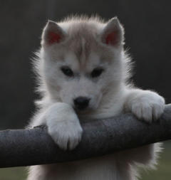 Siberian Husky Nordic Fire