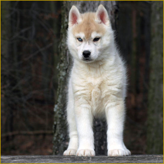 Siberian Husky Nordic Fire