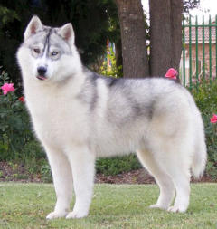 Siberian Husky Nordic Fire