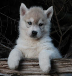 Siberian Husky Nordic Fire