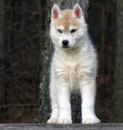 Siberian Husky Nordic Fire