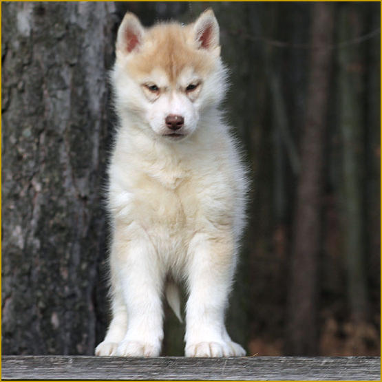 Siberian Husky Nordic Fire