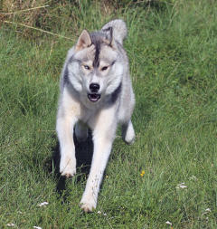 Siberian Husky Nordic Fire