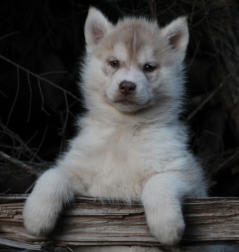 Siberian Husky Nordic Fire