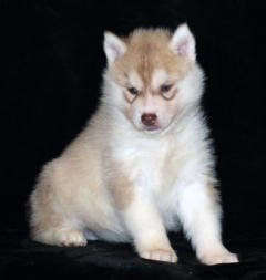 Siberian Husky Nordic Fire