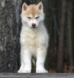 Siberian Husky Nordic Fire