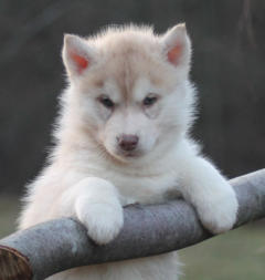 Siberian Husky Nordic Fire