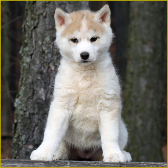 Siberian Husky Nordic Fire